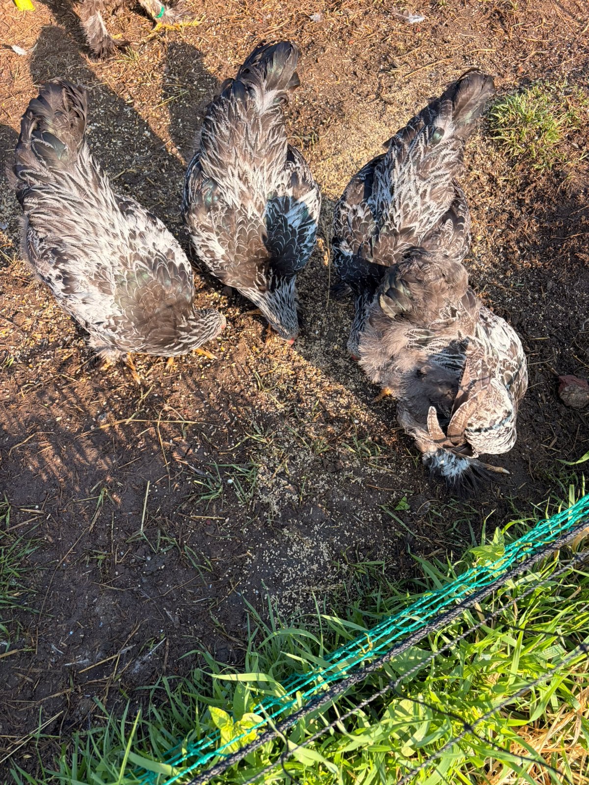 4 brahma haantjes, Dieren en Toebehoren, Mannelijk, Kip