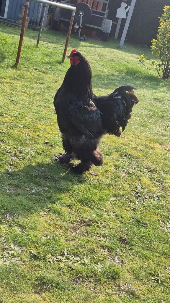Raszuiver brahma heel mooie haan, Dieren en Toebehoren, Pluimvee, Mannelijk, Kip