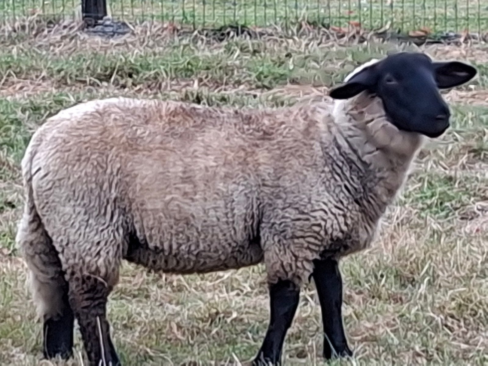 mooi  lovenaar ooilam, Dieren en Toebehoren, Schapen, Geiten en Varkens, Vrouwelijk, Schaap, 0 tot 2 jaar