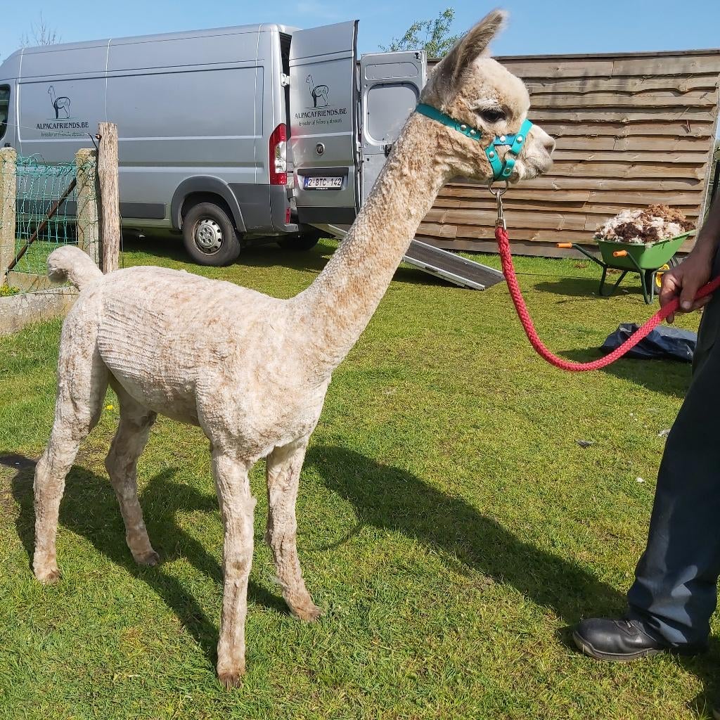 Alpaca merrie, Dieren en Toebehoren, Juni, Vrouwelijk