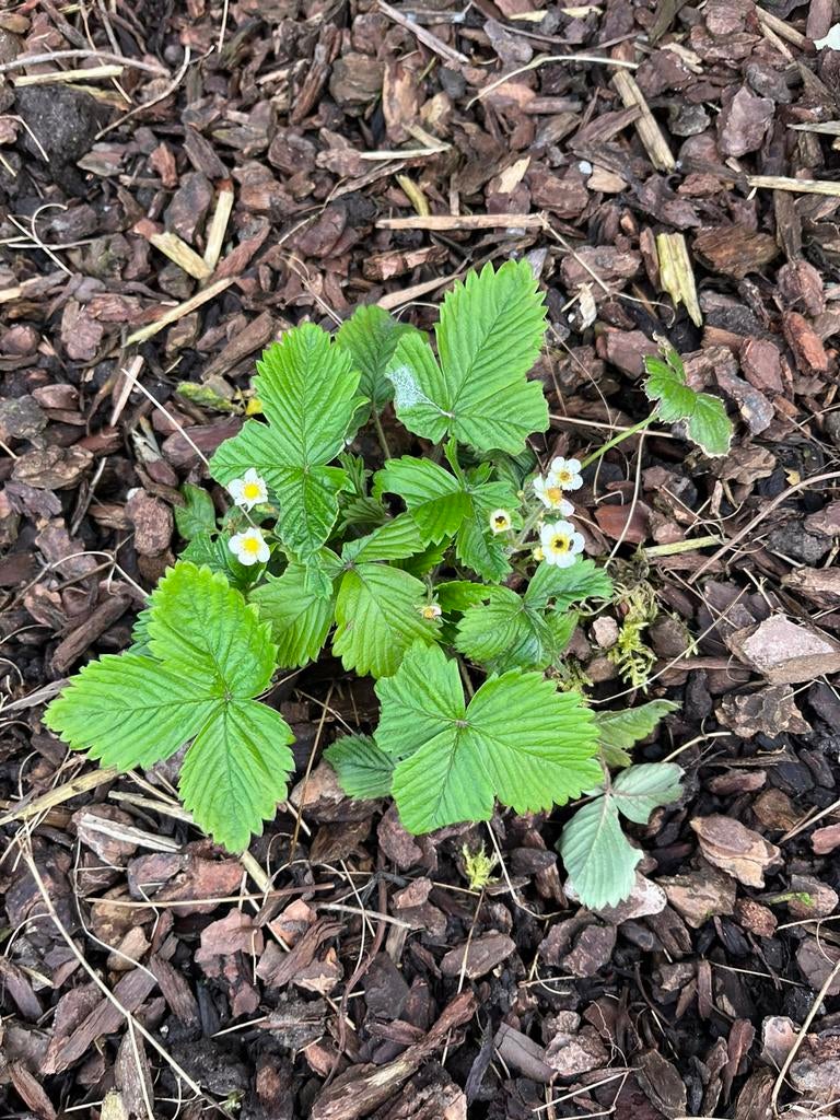 Bosaardbei plantjes, Tuin en Terras, Planten | Tuinplanten, Ophalen
