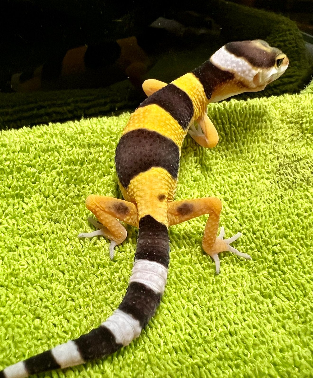 Luipaardgekko baby B2, Animaux & Accessoires, Reptiles & Amphibiens, Lézard, Domestique, 0 à 2 ans