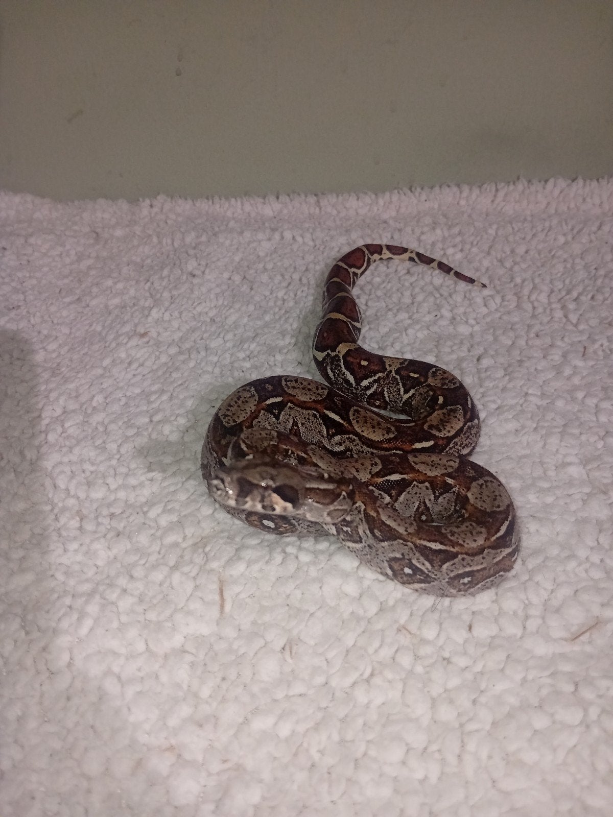 0.1 boa constrictor imperator, Dieren en Toebehoren, Slang, Tam, 0 tot 2 jaar