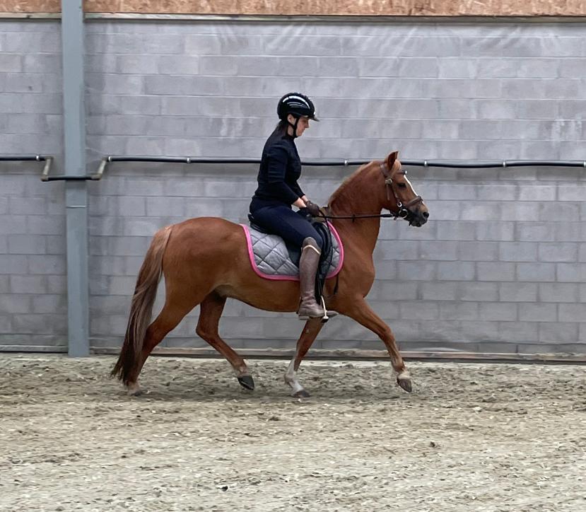 Welsh ruin 1,30, sport-kinderpony, Animaux & Accessoires, Poneys, Poney C (1.27 m à 1.37m), 11 ans ou plus, Hongre, Avec pedigree