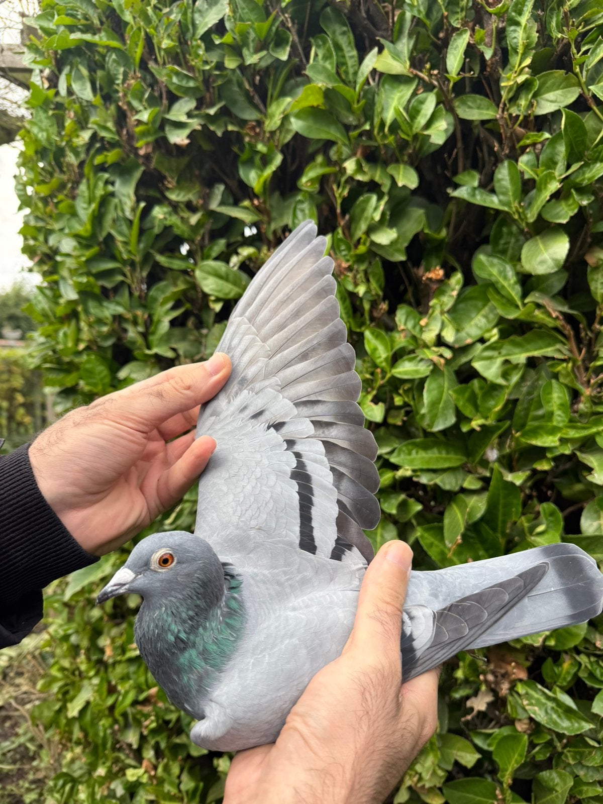 Postduif, Animaux & Accessoires, Femelle, Pigeon voyageur
