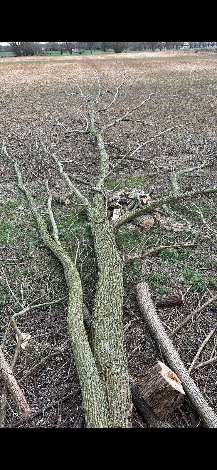 Droog Brandhout wilg, Tuin en Terras, 6 m³ of meer, Ophalen, Overige houtsoorten, Blokken