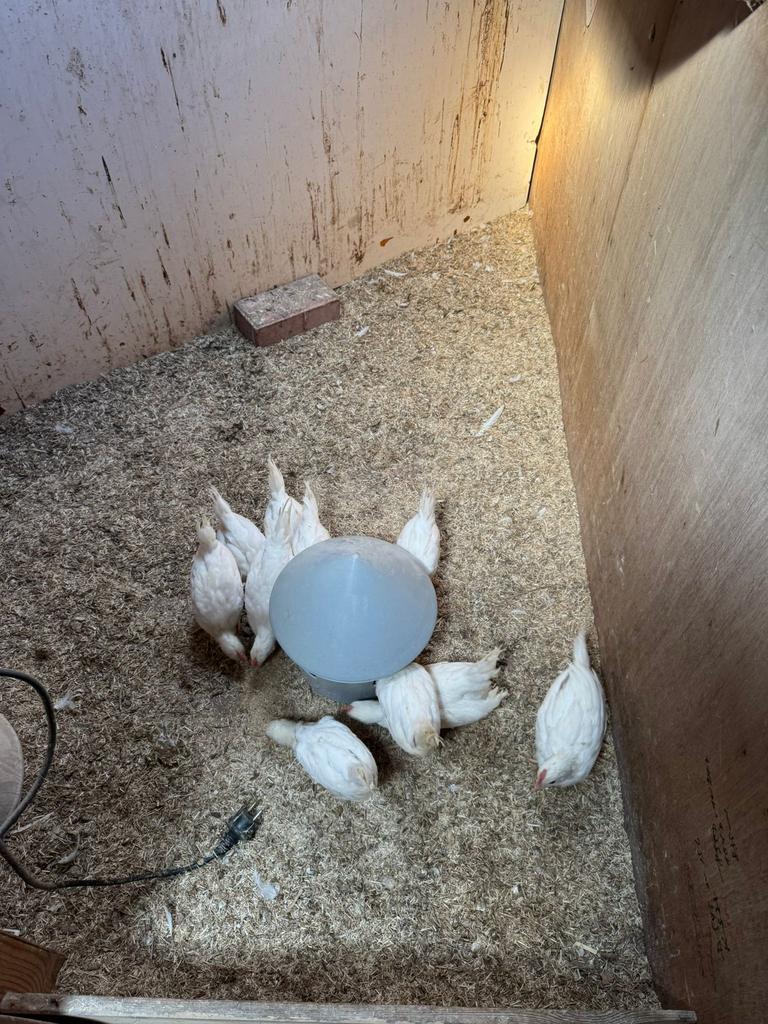 Jeunes coqs Livournes, Mâle, Poule ou poulet