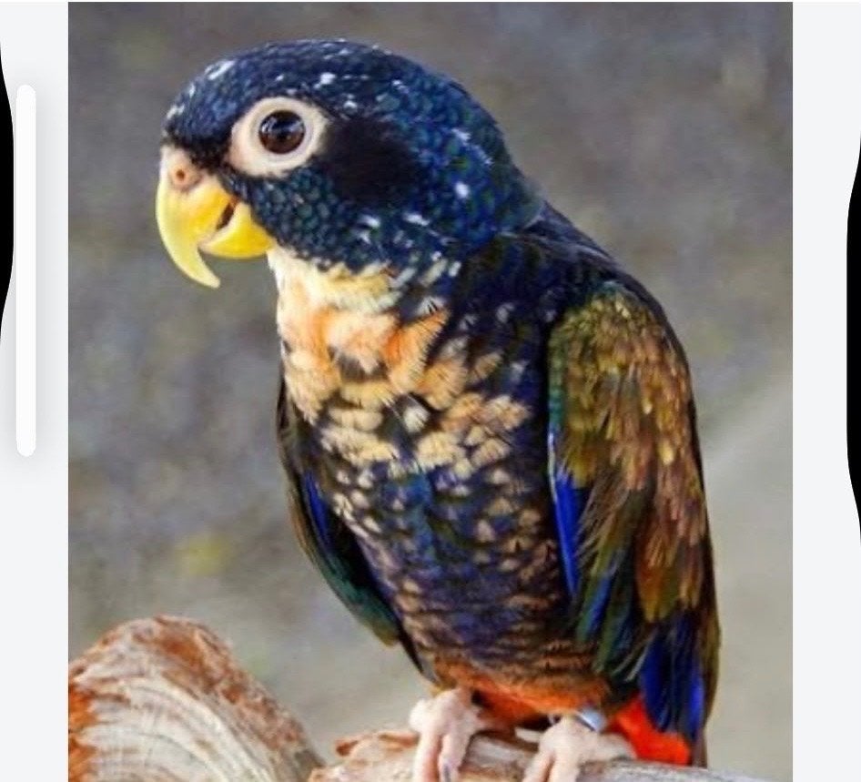 GEZOCHT, bronsvleugel pionus baby, Mâle, Perroquet, Bagué