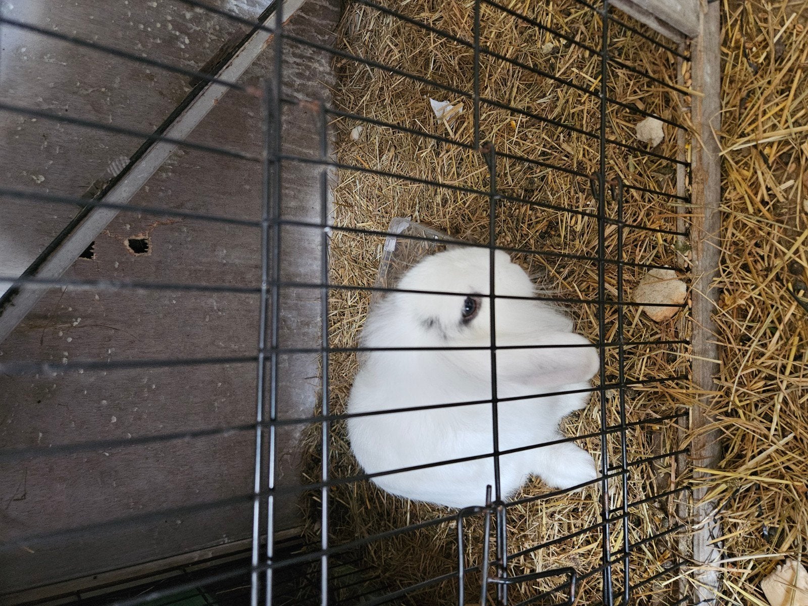 langoor konijn, Dieren en Toebehoren, Konijnen