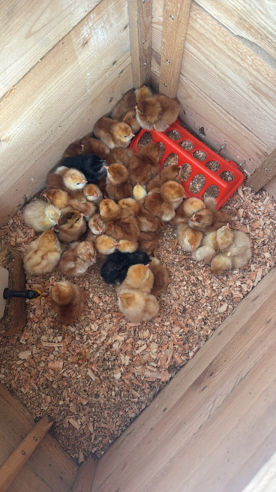 Eendagskuikens te koop, Dieren en Toebehoren