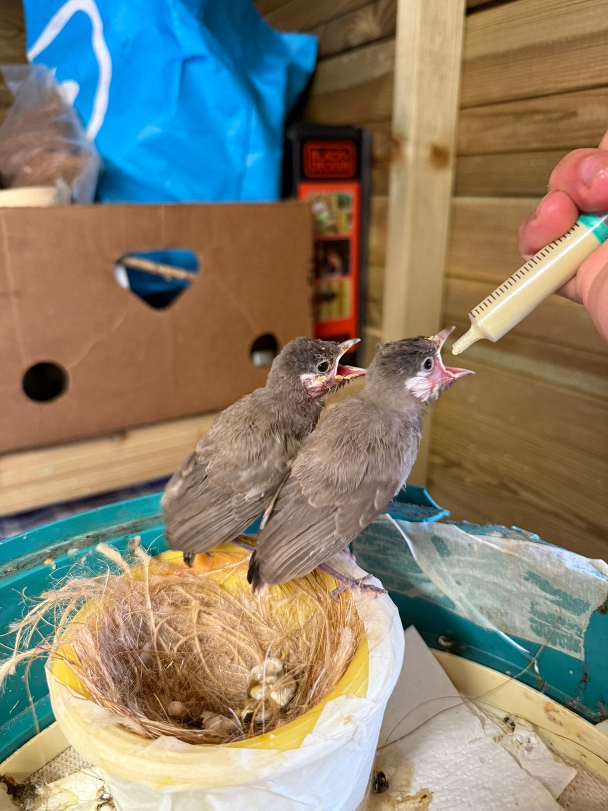 buulbuul, Dieren en Toebehoren, Vogels | Overige Vogels, Tam