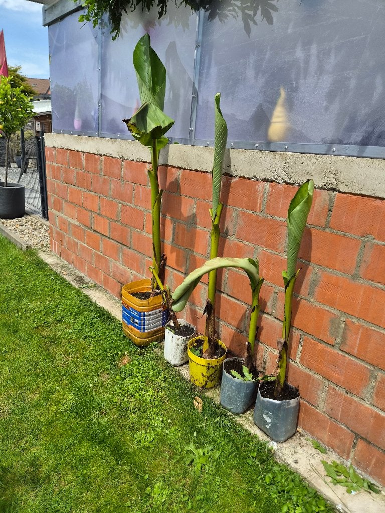 Pousse de bananier, Tuin en Terras, Planten | Tuinplanten, Volle zon, Eenjarig, Zomer, Ophalen