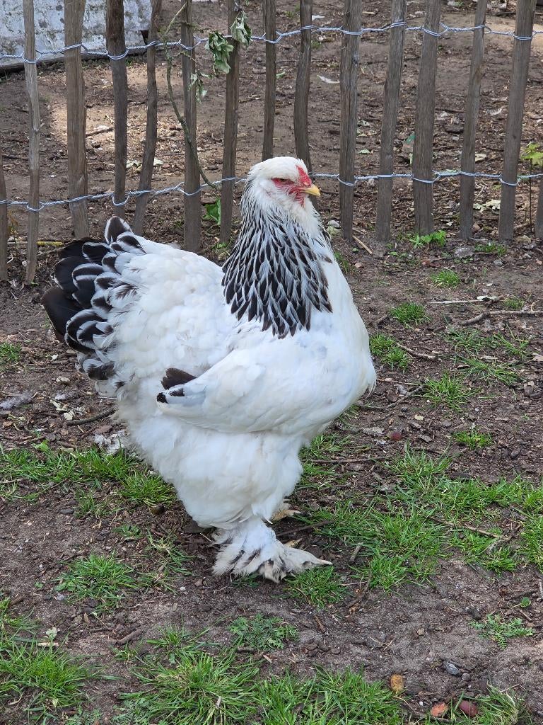 Brahma colombia/colombia blauw koppel, Plusieurs animaux, Poule ou poulet