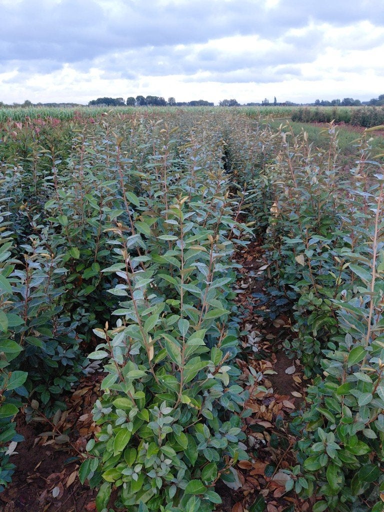 Elaeagnus Ebbingei = Zilverbes / Olijfwilg, Tuin en Terras, Ophalen