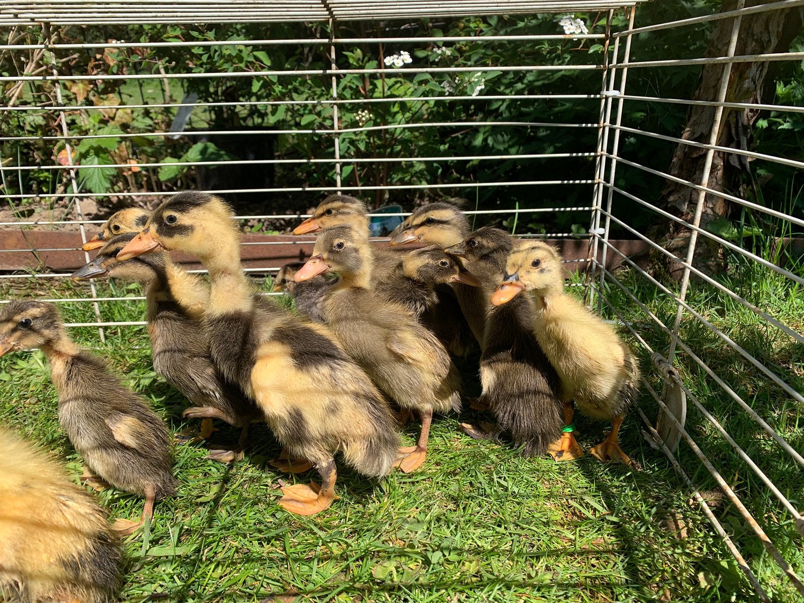 Cane et canards canetons coureur indien, Animaux & Accessoires, Volatiles, Canard, Plusieurs animaux