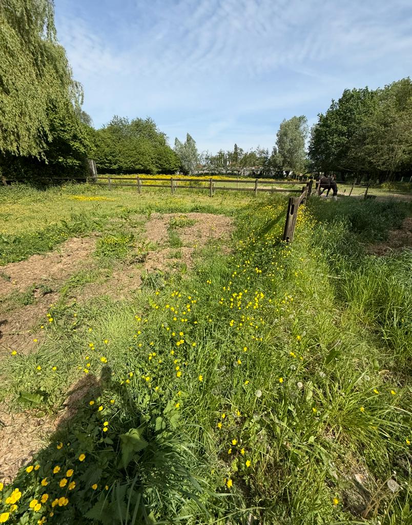 Hulp Gezocht: weide opkuisen, Dieren en Toebehoren, Stalling en Weidegang