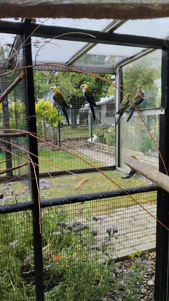 Bleekkop.  En. Pennanten, Dieren en Toebehoren, Vogels | Parkieten en Papegaaien