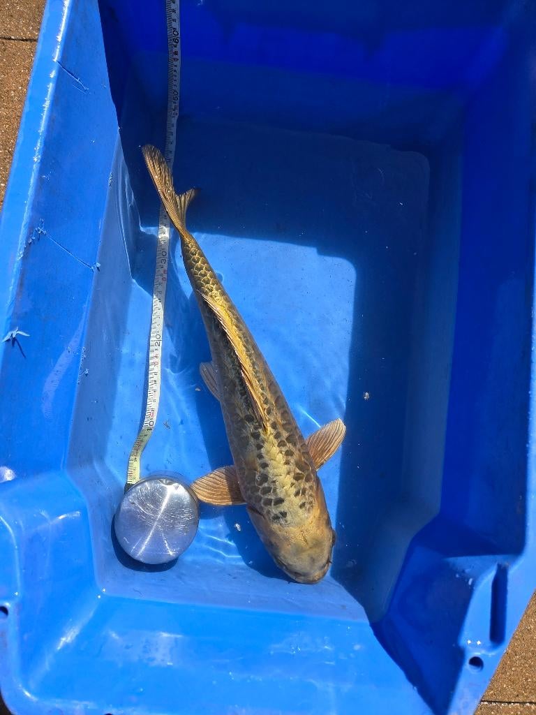 Japanse koi's te koop, Karper of Koi
