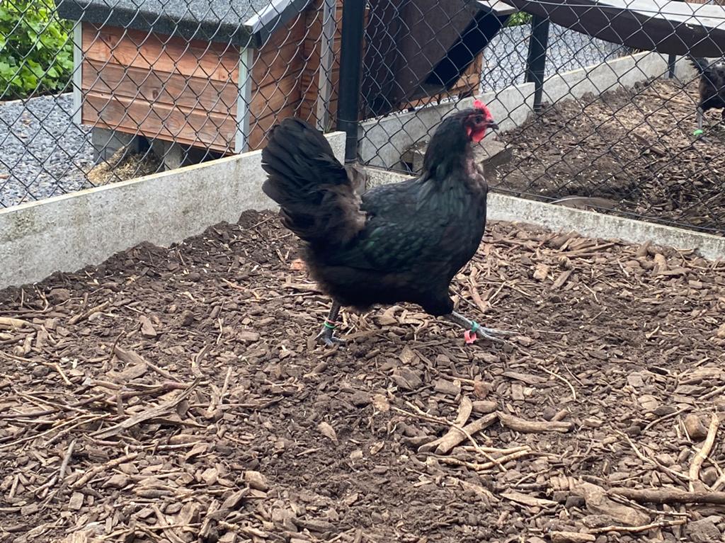 2 kweekhennen zwarte australorp 2025, Dieren en Toebehoren, Pluimvee