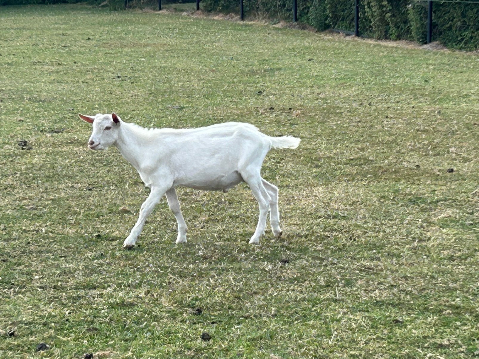 Hoornloos geitebokjes Saanen melkgeiten, Dieren en Toebehoren, Schapen, Geiten en Varkens, Mannelijk, Geit, 0 tot 2 jaar
