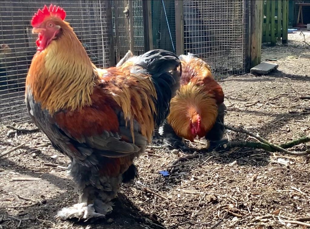 Broedeieren Cochin groothoen blauwgoudpatrijs, Geslacht onbekend, Kip