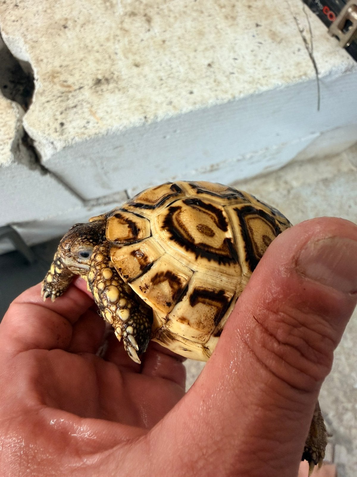 Tortu Pardalis somalica, Animaux & Accessoires, Tortue