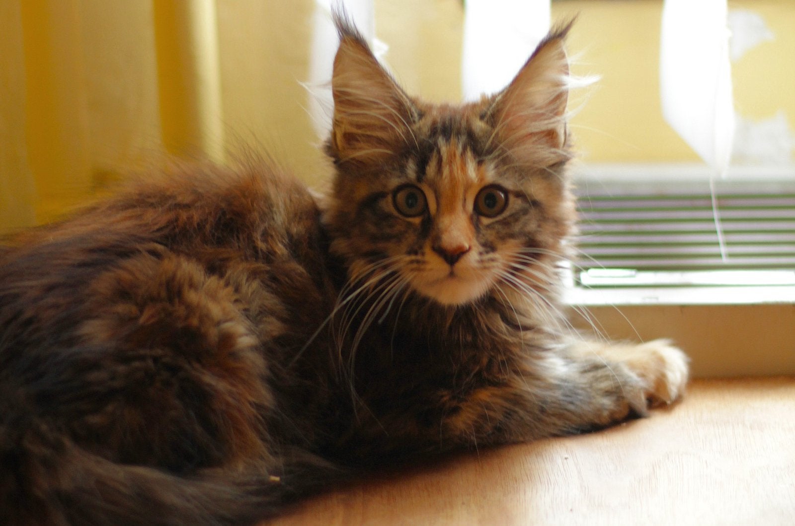 Maine Coon poesje: officiële stamboom, kampioensbloedlijnen, Plusieurs animaux, Avec pedigree, 0 à 2 ans