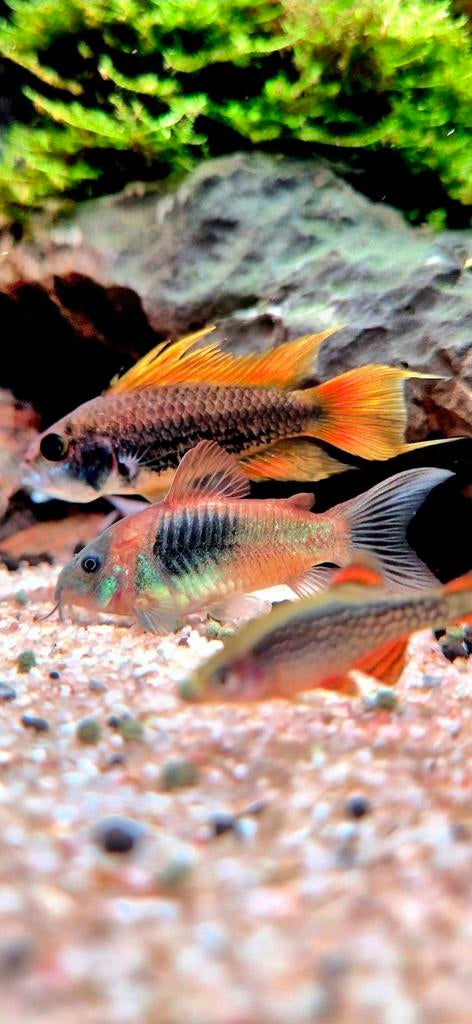 Corydoras Orange Venezuelans, Dieren en Toebehoren