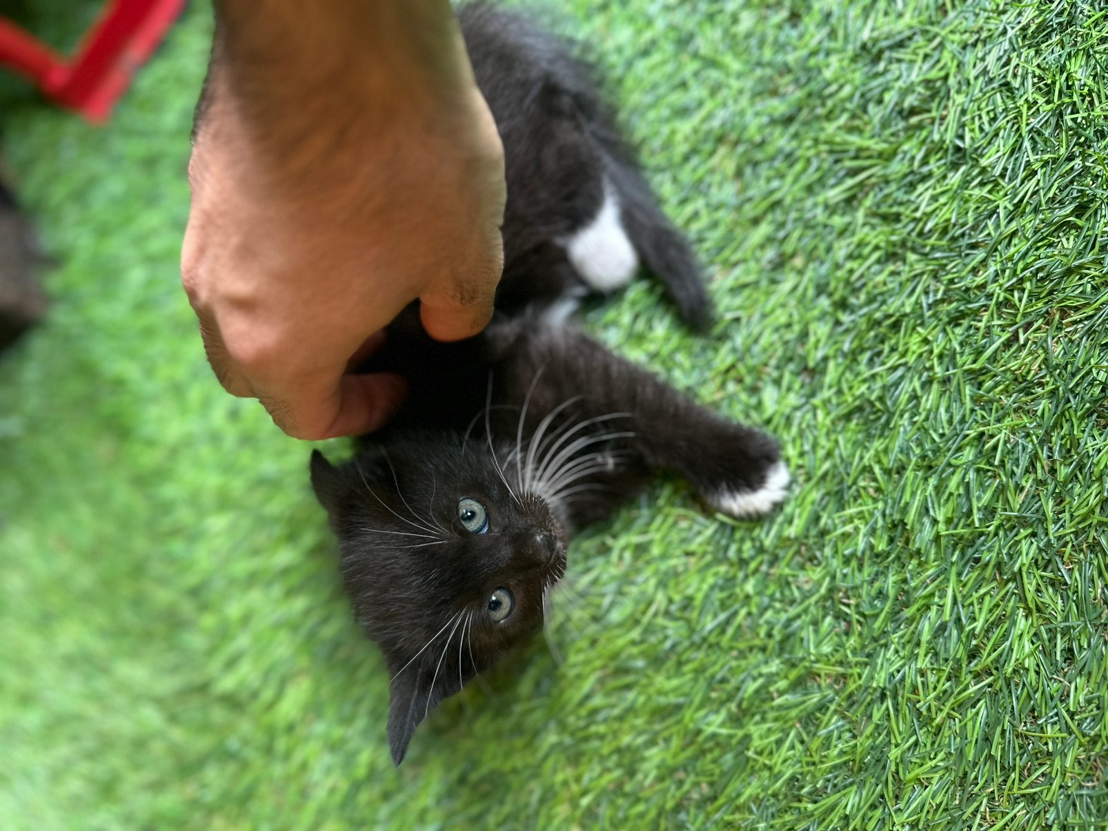 Kitten, Chatte ou Chat, 0 à 2 ans