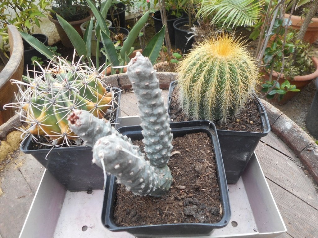 Plantes, Jardin & Terrasse, Plantes | Jardin, Enlèvement ou Envoi, Plante fixe, Autres espèces, Plein soleil