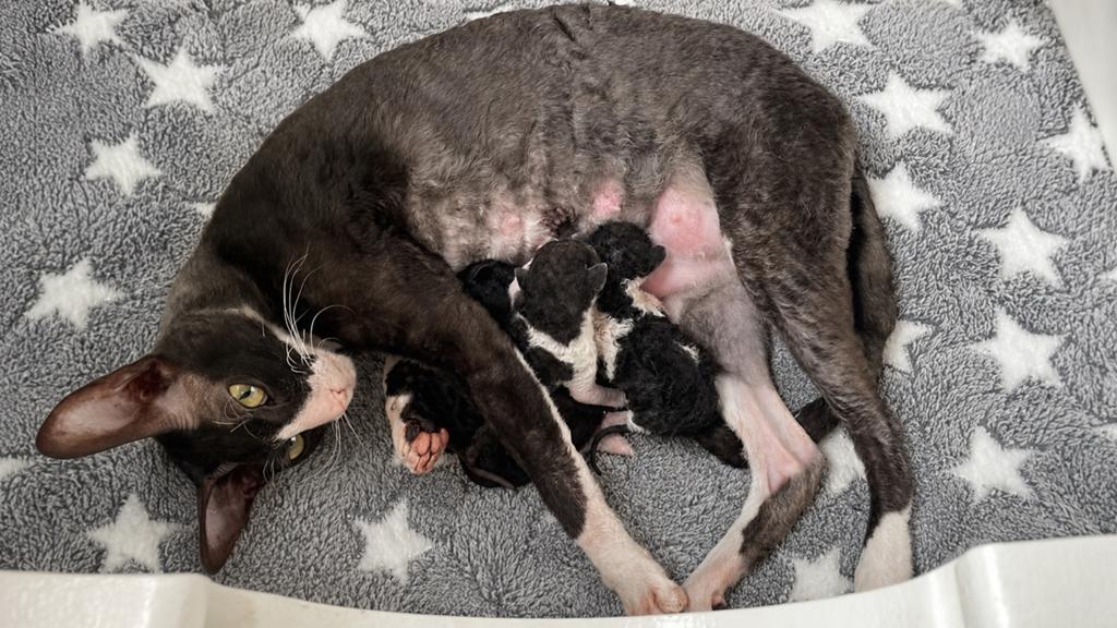 Cornish Rex kittens te koop, Dieren en Toebehoren, Katten en Kittens | Raskatten | Korthaar, Meerdere dieren, 0 tot 2 jaar, Gechipt