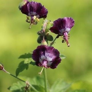 20 graines de Geranium phaeum violet foncé à presque noir, Envoi, Toute l'année, Graine