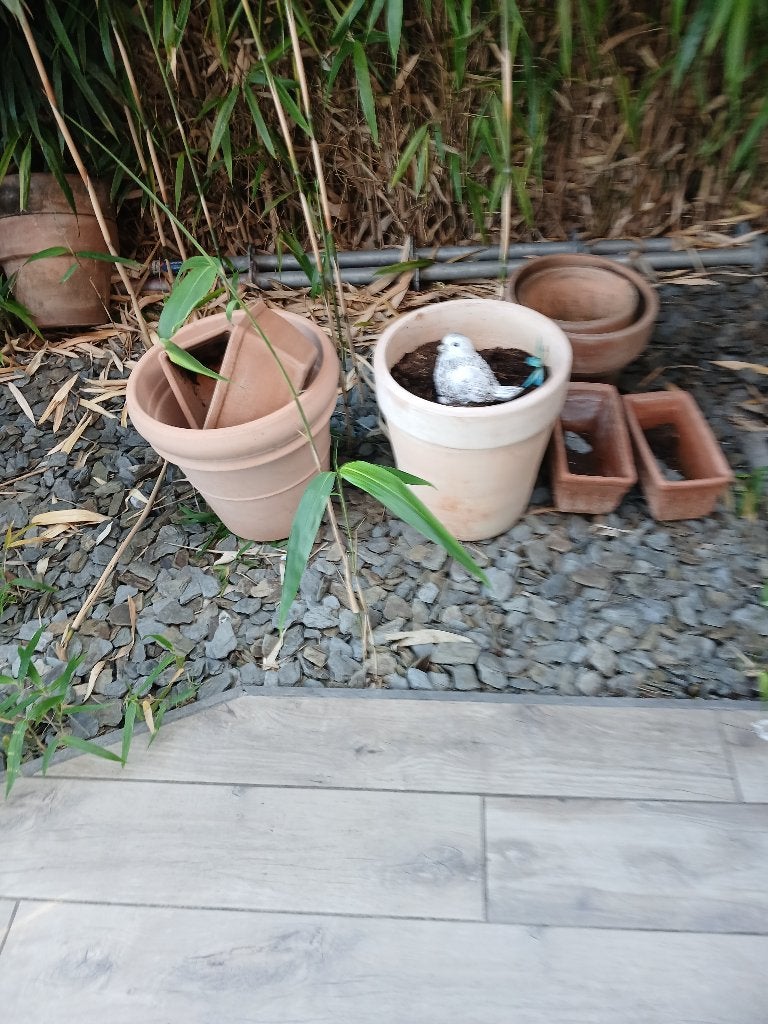 Pot de fleur, Enlèvement, Jardin