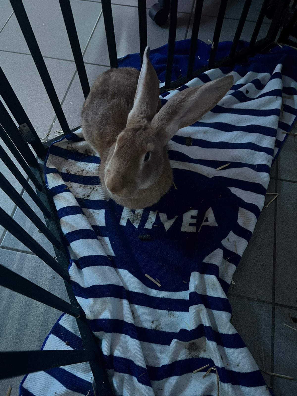 Te koop vlaamse reus, Dieren en Toebehoren, Vrouwelijk, Groot, 0 tot 2 jaar