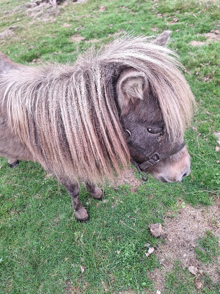 mini paardje, Dieren en Toebehoren, Pony's, Merrie, Gechipt, Ontwormd