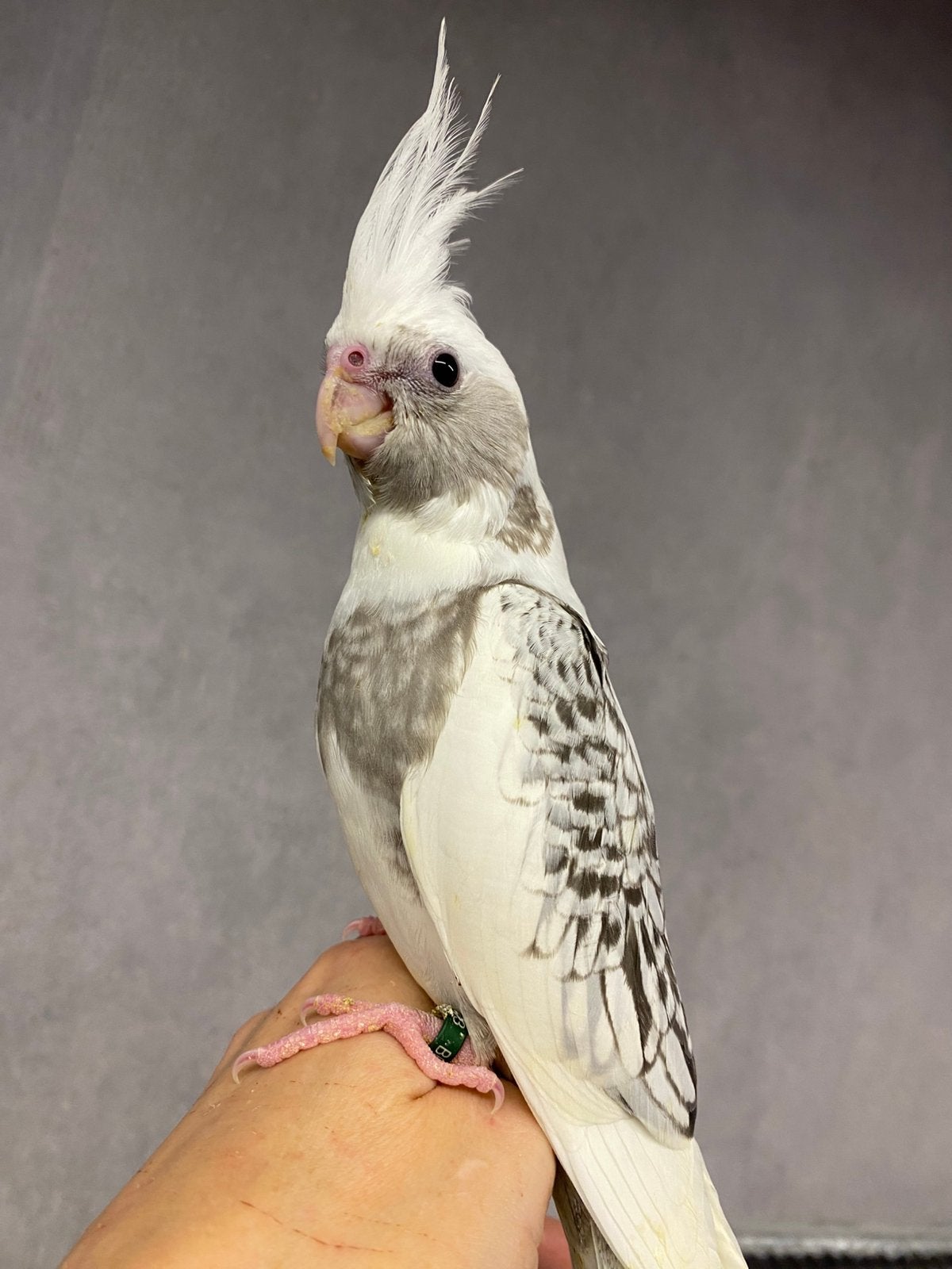 Jeune poupée calopsitte super EAM avec ADN, Animaux & Accessoires, Oiseaux | Perruches & Perroquets, Perruche, Femelle, Parleur
