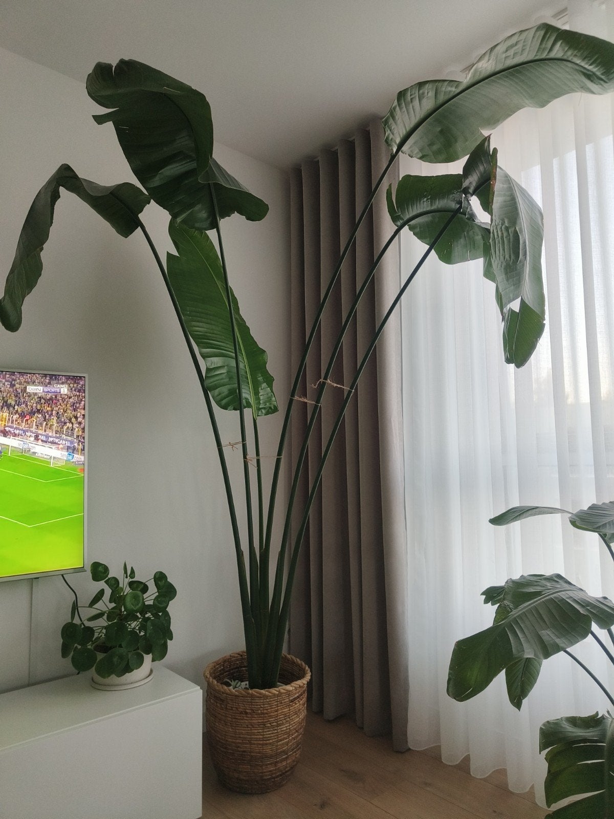 Strelitzia Nicolai, Maison & Meubles, Enlèvement