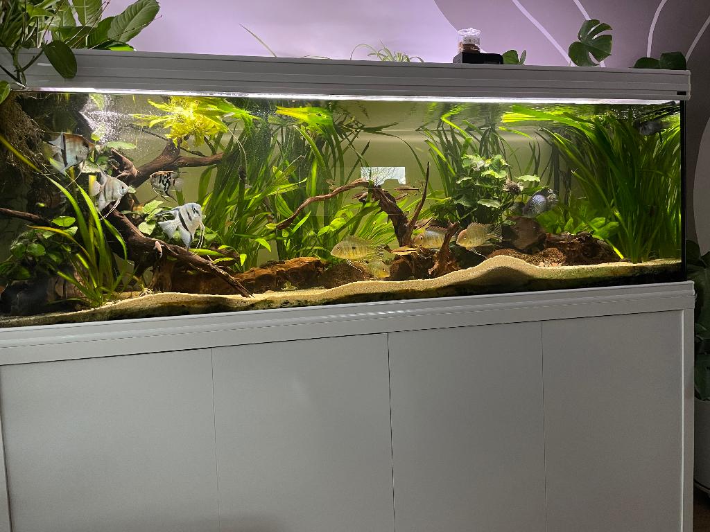 Aquarium aquatlantis fusion 200, Ophalen, Gebruikt, Gevuld zoetwateraquarium