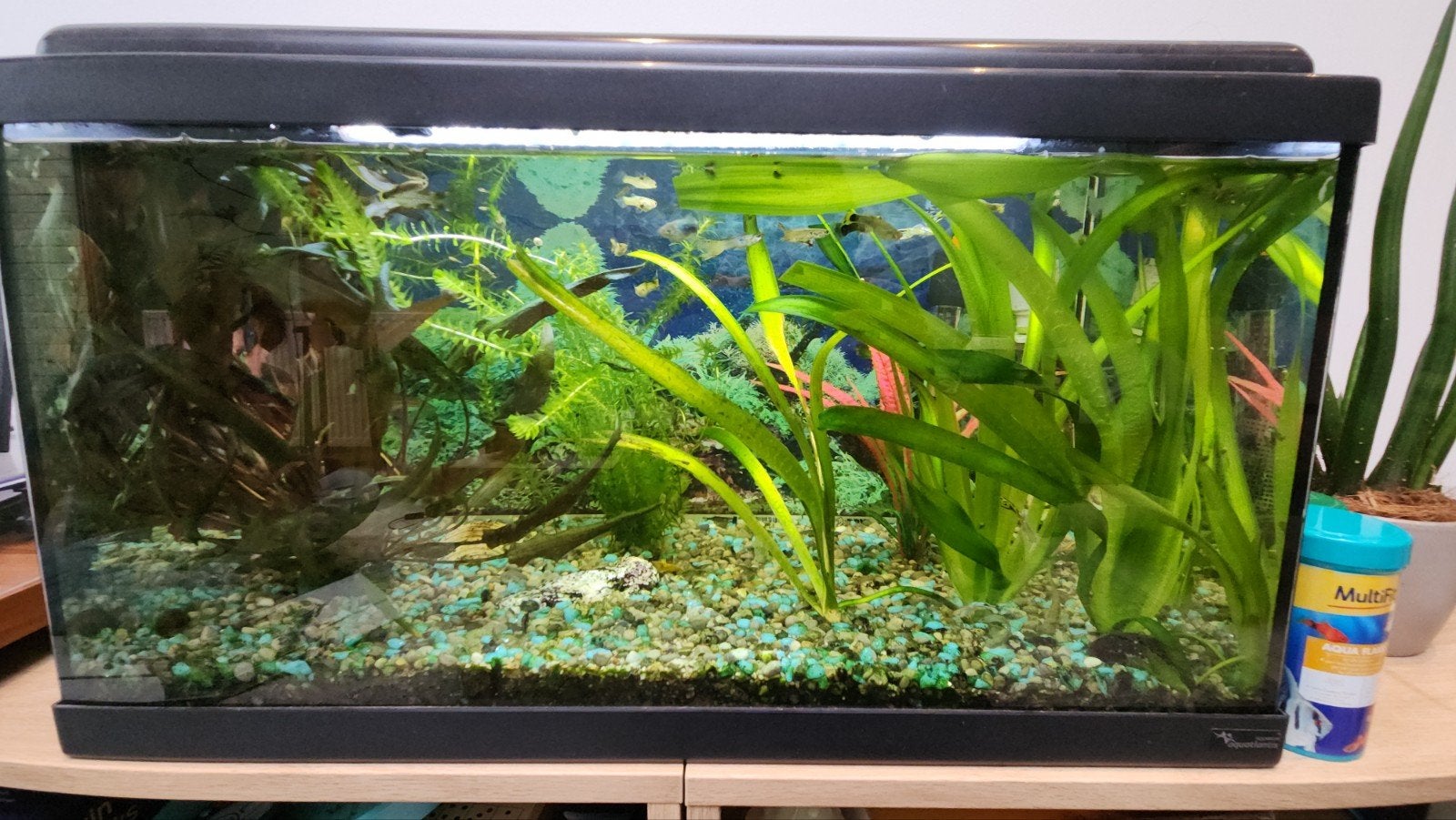 vis tank - aquarium met vis en gnarlen, Ophalen, Zo goed als nieuw, Filter