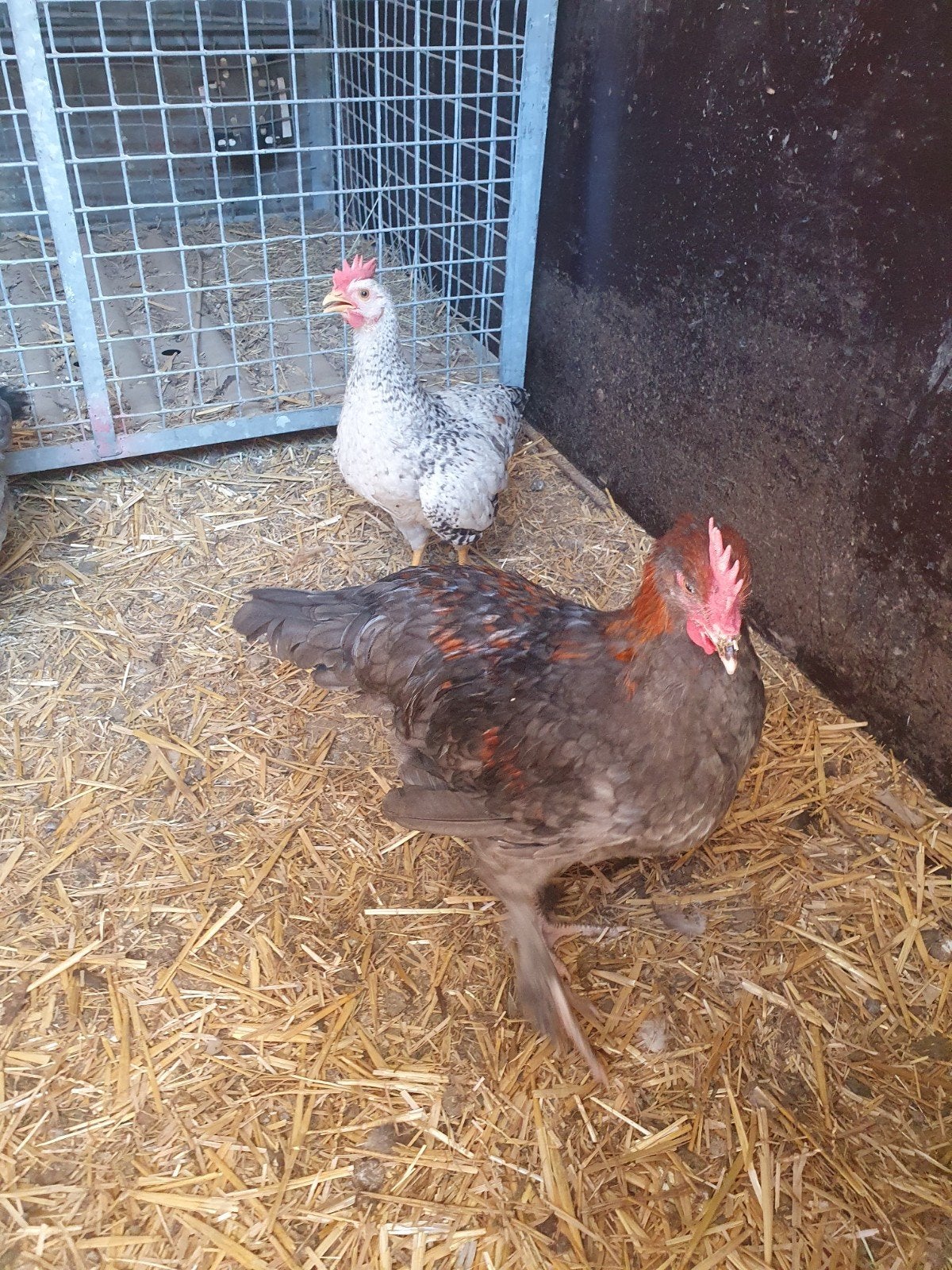 marans kriel haantje, Dieren en Toebehoren, Pluimvee, Mannelijk, Kip