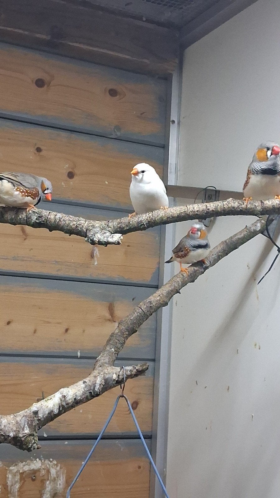 Zebra vink pop, Dieren en Toebehoren, Vogels | Overige Vogels