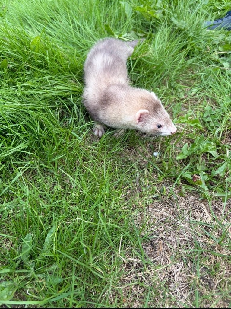 Fretjes koppel, Juin, Plusieurs animaux, Furet