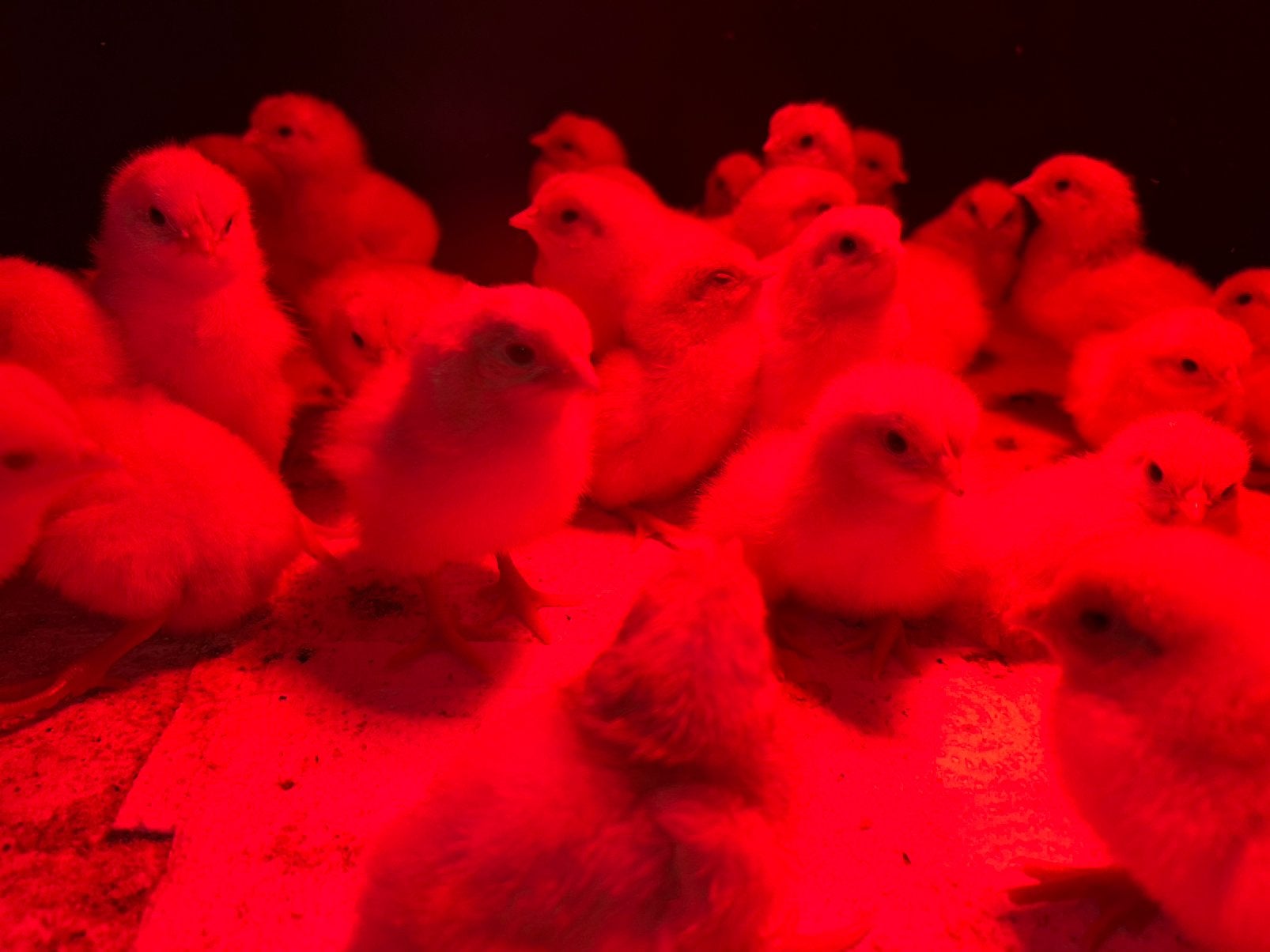 Poule de bresse/Witte Leghorn Kuikens