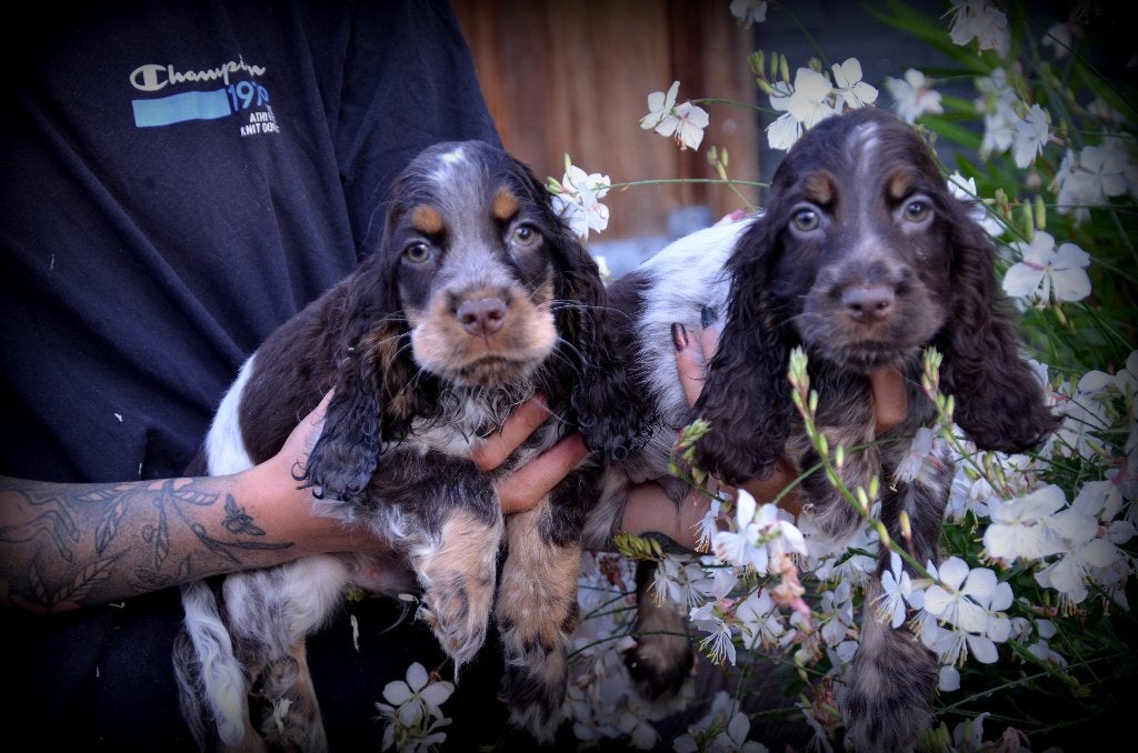 Chiots en chocolat Cocker Spaniel anglais, Animaux & Accessoires, Chien (mâle), Maladie de Carré (chiens), Belgique, Plusieurs