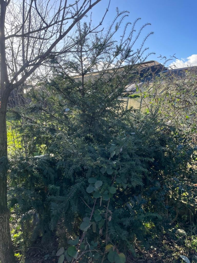 Taxus struik, Ophalen