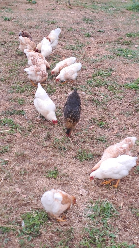 kippen te koop, Dieren en Toebehoren