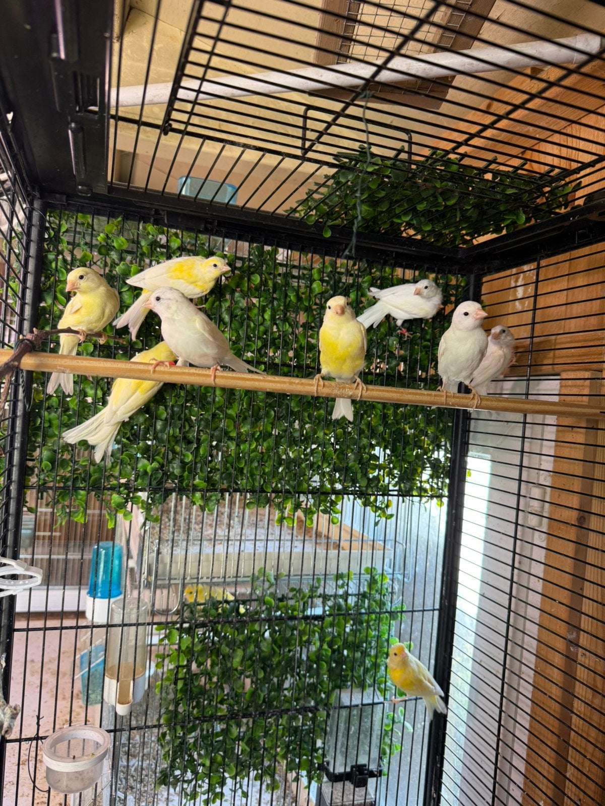 Raza Espagnola, Dieren en Toebehoren, Vogels | Kanaries
