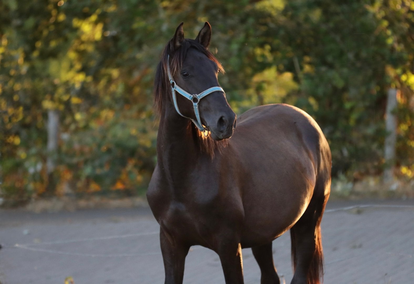 Zwarte PRE hengst jaarling, Hengst, Dressuurpaard