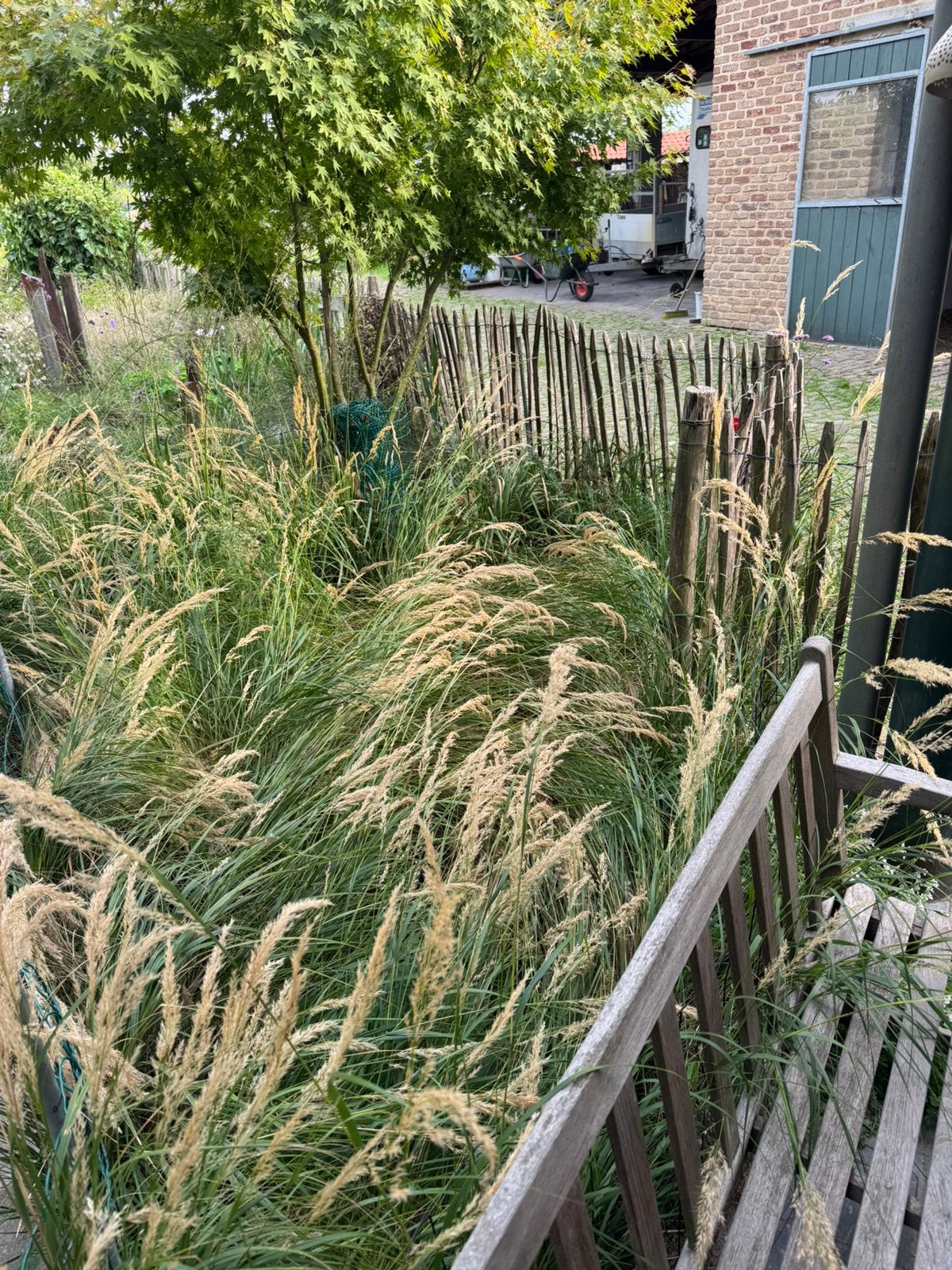 Grassen, Tuin en Terras, Ophalen, Volle zon, Vaste plant, Siergrassen