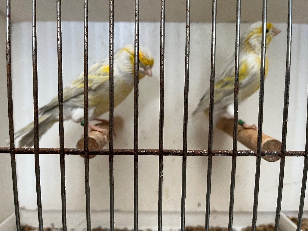 Kanariemannen, Dieren en Toebehoren